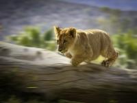 Leaping Lion�